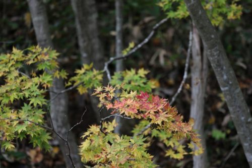 ⑩紅葉の始まり