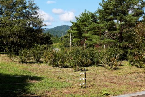 写真⑦