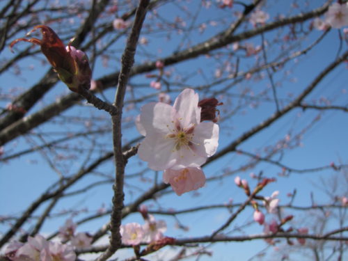 ④